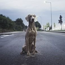 Obedience aneb vysoká škola poslušnosti