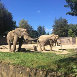 Safari běh v Zoo Dvůr Králové