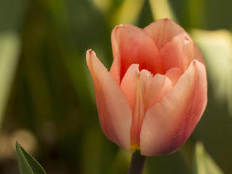 Tulipány a ostatní cibuloviny