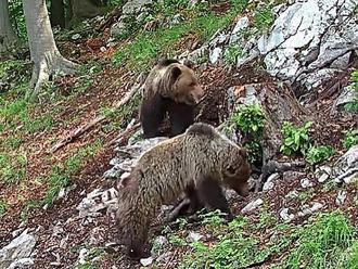 Kamery vo Veľkej Fatre zachytili medvediu rodinku v živom vysielaní: FOTO Tomuto miestu sa vyhnite