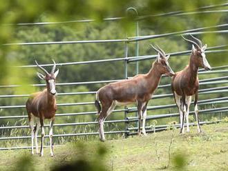 V bratislavskej zoo sa narodili viaceré mláďatá a pribudli diviaky