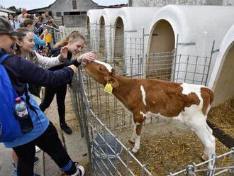 FOTO: Žiaci si na farme v Zborove pozreli svoje adoptované kravy