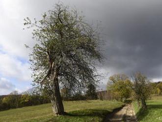 SadOVO má za cieľ ochranu starých a krajových odrôd ovocných drevín