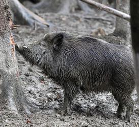 Bulharsko sa obáva moru ošípaných, nariadilo masový odstrel diviakov