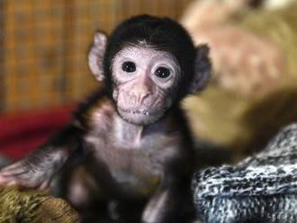 VIDEO: Kŕmením z fľaše sa snažia v košickej zoo zachrániť mláďa opice