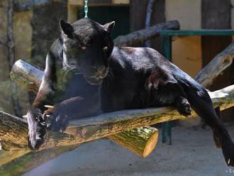 Z kontaktného zooparku pri Prahe utiekla dospelá puma