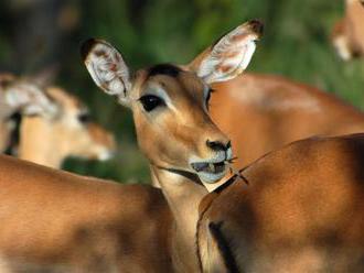 Večerní prohlídky - Safari Park Dvůr Králové