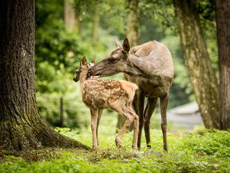 Večerní komentované prohlídky - Zoo Ostrava