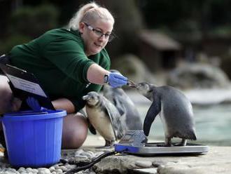 V košickej zoologickej záhrade pribudli ďalšie prírastky