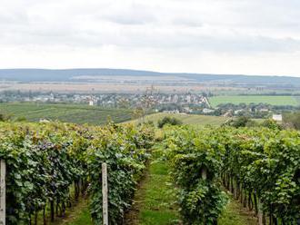 Strekovský festival ponúkne vína od domácich i zahraničných vinárov