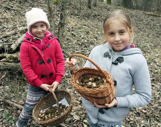 Mykológ: Dúfajme, že jeseň bude na huby aspoň taká bohatá ako vlani