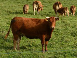 Rakúski farmári vozia kravám vodu do kopcov, horské pasienky vysychajú