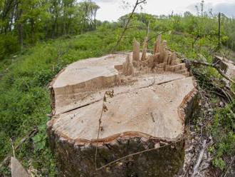 Bezzásahové zóny zadržia vodu lepšie ako rúbanisko, tvrdí envirorezort