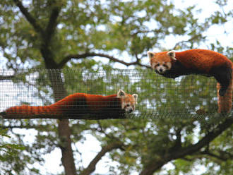 Mezinárodní den pand červených v Zoo Brno