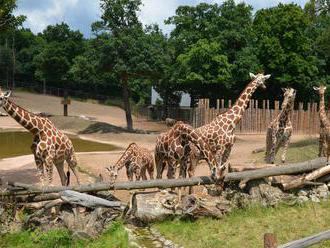 Běh brněnskou zoo