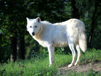 Den zvířat v Zoo Brno