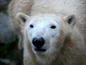 Týden ledních medvědů v Zoo Brno