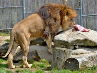 Světový den lvů v Zoo Tábor