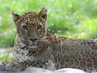 NAŽIVO: TK ZOO Bratislava po narodení leoparda cejlónskeho