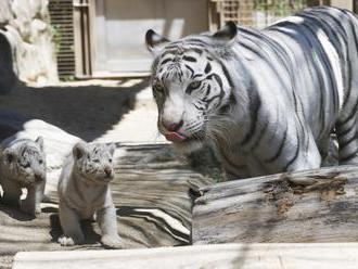 Berlínska zoo oslavuje narodenie štyroch tigríčat ohrozeného druhu