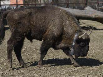 V bratislavskej zoo sa narodilo mláďa zubra európskeho