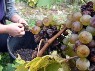 Vinári z oblasti Champagne vo Francúzsku už začali so zberom hrozna