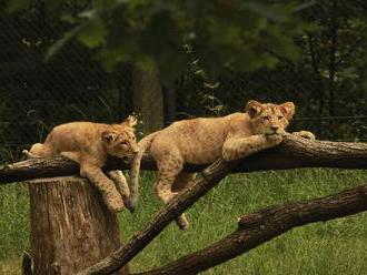 Světový den lvů v Zoo Brno