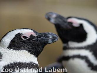 Světový den zvířat v Zoo Ústí nad Labem