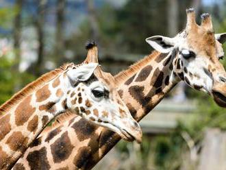 Prvňáčci zdarma do Zoo Zlín