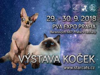 Mezinárodní výstava koček Star Cats