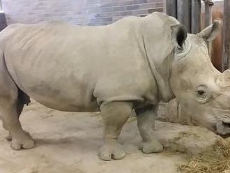 Světový den nosorožců - Zoo Dvůr Králové nad Labem