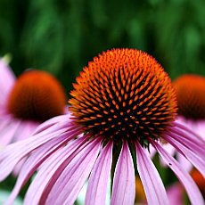 Echinacea, jeden ze zázračných přírodních léků