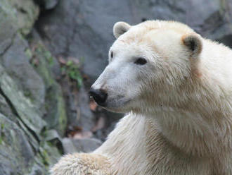 Mezinárodní den ledních medvědů v Zoo Brno