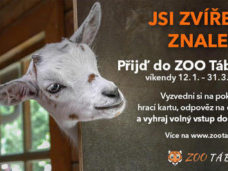 Soutěž v Zoo Tábor