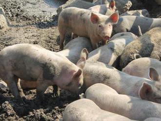 Agrorezort víta rozhodnutie inšepkcie zrušiť prevádzku farmy