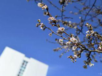 V Košiciach vysadia 100 sakúr, pripomínať majú vzťahy s Japonskom