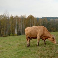 Co naše babičky uměly a na co my jsme zapomněli - Krajina