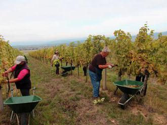 Ročník 2019 vyzerá vo viniciach pod Malými Karpatmi sľubne