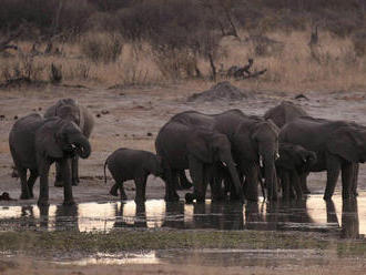 V národnom parku v Zimbabwe uhynulo za dva mesiace najmenej 55 slonov