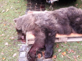 Medveď vbehol pod kolesá dodávky: FOTO Mesto Prievidza pred pár dňami varovalo obyvateľov