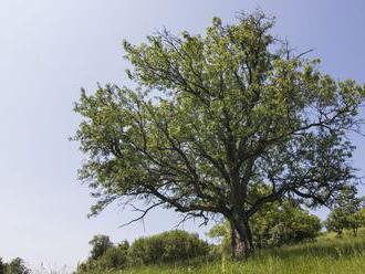 Stromom roka 2019 sa stala oskoruša domáca z Uzovskej Panice