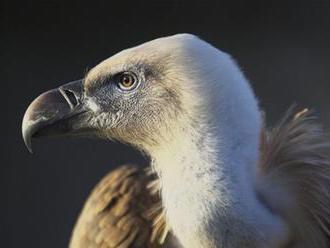 ZOO v Košiciach dostala nový pár supov z Holandska: Samec a samička započnú novú generáciu