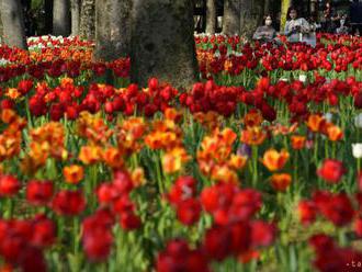 Holandskí farmári prosia turistov: Nešliapte nám po tulipánoch