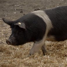 Co naše babičky uměly a na co my jsme zapomněli - Vepř