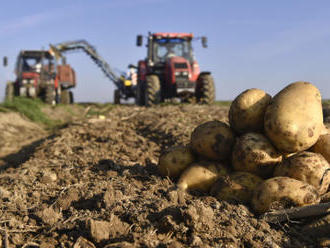 Začala sklizeň brambor, loňská byla kvůli suchu menší o 15 pct