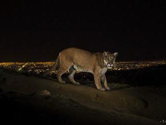 Neďaleko českého Žďáru na Sázavou sa podľa miestnych pohybuje puma