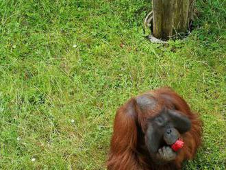 Orangutanom v bojnickej zoo chutia jahodové nanuky. Pozrite si video