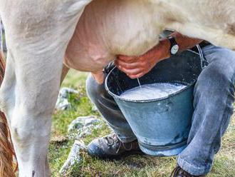 Horúčavy spôsobujú kravám stres, mlieka bude menej