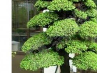 Semená japonského cédra v štýle bonsai - 88 ks v balení, doprava zadarmo.