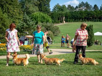 Klubová výstava plemen Australská kelpie, Welsh corgi cardigan a Welsh corgi pembroke 2019 v parku z